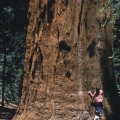 Sizing Up a Sequoia
