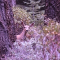 Sequoia Locals