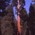 The Big Trees